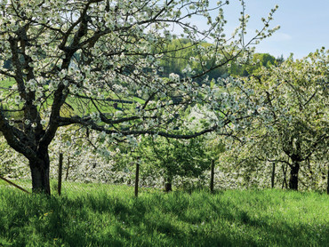 Reiche Ernte: Obstbäume mit richtigem Rückschnitt aufs kommende Gartenjahr vorbereiten