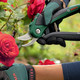 Bildunterschrift: Rosen sind in der Regel auf einen radikalen Verjüngungsschnitt angewiesen. Foto: Bosch DIY & Garden/akz-o