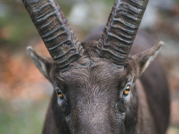 Steinbock – Capricorn: 22.Dezember – 20. Januar