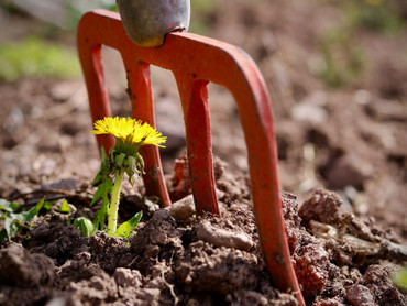 Garten im Herbst: Vulkanisches Gestein lockert den Boden