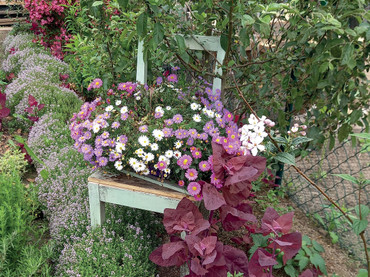 Beetumrandung mit Duft und Aroma Beetumrandung mit Duft und Aroma