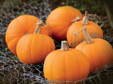 Herbst: Die Magie der goldenen Jahreszeit