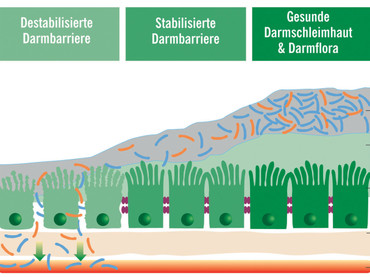 Facharzt warnt vor Dauergebrauch: Vorsicht bei wahlloser Einnahme von Probiotika! Facharzt warnt vor Dauergebrauch: Vorsicht bei wahlloser Einnahme von Probiotika!