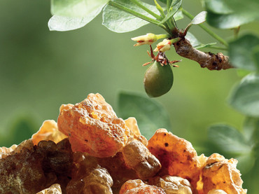 Befragung von Patienten zeigt: Myrrhe-Arznei gibt ein gutes Bauchgefühl Befragung von Patienten zeigt: Myrrhe-Arznei gibt ein gutes Bauchgefühl