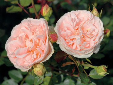 Matthias-Claudius-Rose. Foto: Bund deutscher Baumschulen (BdB) e.V./akz-o