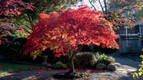 Bildunterschrift: Der Amerikanische Amberbaum leuchtet im Herbst in den schönsten Rot-, Orange- und Gelbtönen und verleiht damit jedem Garten eine prächtige Indian Summer Atmosphäre. Foto: AbstractAI/adobe.stock.com/akz-o