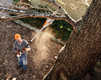 Bildunterschrift: In der Höhe arbeiten, mit festem Stand auf dem Boden: Hoch-Entaster ermöglichen ein bequemes und sicheres Schneiden. Foto: STIHL/akz-o