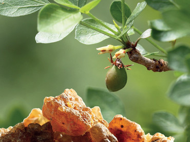 Wichtiger Schutzschild unseres Körpers Wichtiger Schutzschild unseres Körpers