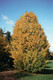 Bildunterschrift: Die Hainbuche ist ein idealer Baum für kleine bis mittelgroße Gärten. Foto: Robert Markley/BdB/akz-o