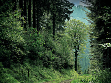 Die Funktion unserer Wälder