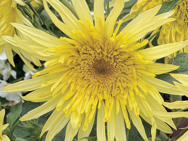 Schnittblumen wie die Sonnenblume `Lemon Cutie´ verzaubern mit ihren traumhaften Blüten den Garten und das Zuhause. Foto: Sperli/akz-o