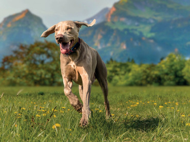 Urlaubsstress für Hund und Halter? Nicht mit diesen 5 Tipps Urlaubsstress für Hund und Halter? Nicht mit diesen 5 Tipps