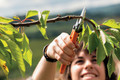 Bildunterschrift: Junge Bäumen und dünnere Äste lassen sich mit einer Garten- oder Astschere zurückschneiden. Foto: STIHL/akz-o