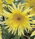 Bildunterschrift: Schnittblumen wie die Sonnenblume `Lemon Cutie´ verzaubern mit ihren traumhaften Blüten den Garten und das Zuhause. Foto: Sperli/akz-o